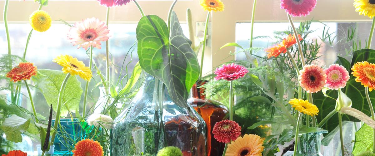 Gerbera - Flower of the Month - April 2017