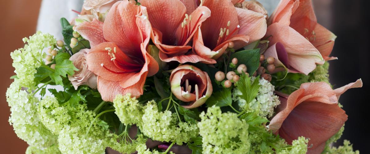 Fleur du mois de décembre - Amaryllis