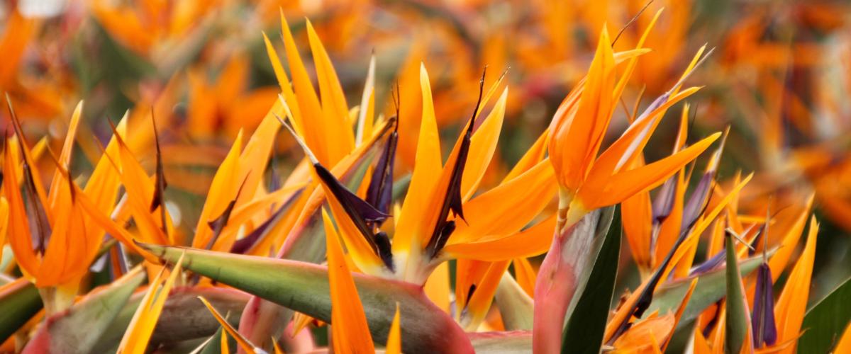 Strelitzia