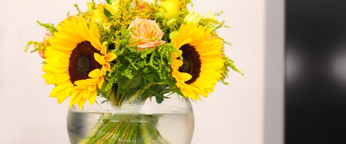 Helianthus care tips