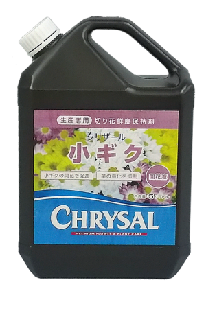 小ギク