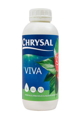 chrysal viva