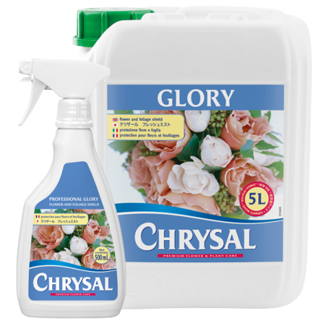 Chrysal Glory