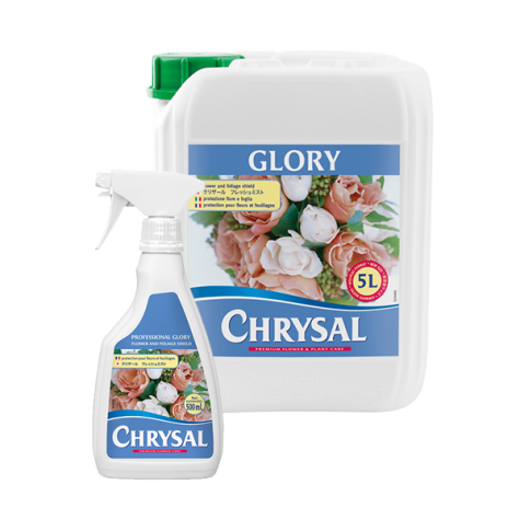 Glory