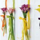 Calla