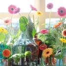 Gerbera - Flower of the Month - April 2017