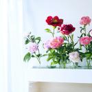 Peony - Flower of the Month - June 2017