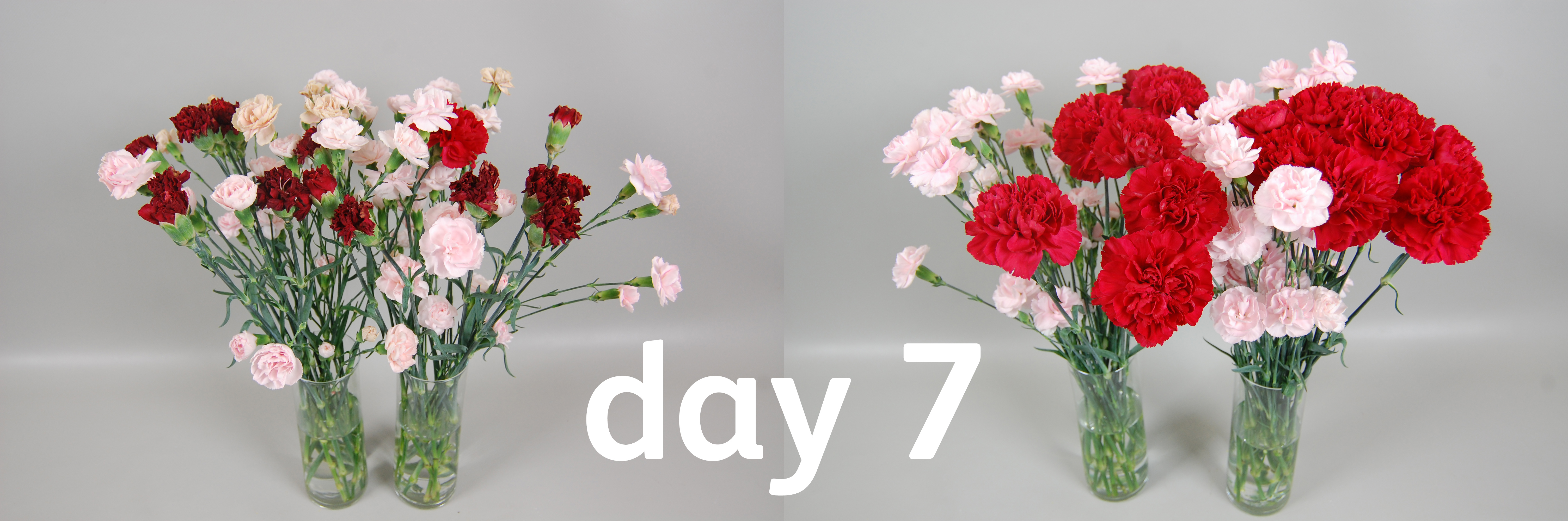 spray carnation timelapse